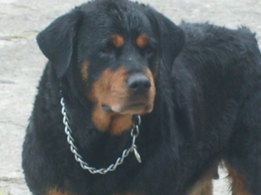 ESTA ES LA ROTTWEILER DE MI CORAZON LA TENGO HACE 3 AÑOS, ES MUY TIERNA Y EDUCADA