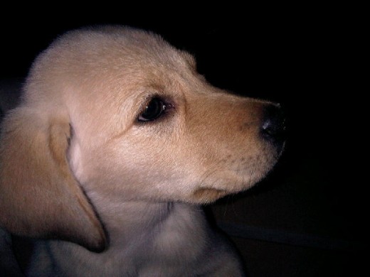 Este es Nadal, un Labrador Retriever de dos meses al cual le encanta jugar y estar acompañado por los demás miembros de la familia! Este es Nadal, un Labrador Retriever de dos meses al cual le encanta jugar y estar acompañado por los demás miembros de la familia!