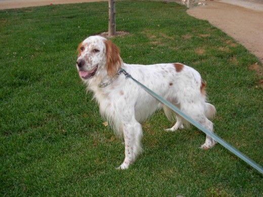 Busca novia, si alguna chica-setter está interesada Busca novia, si alguna chica-setter está interesada