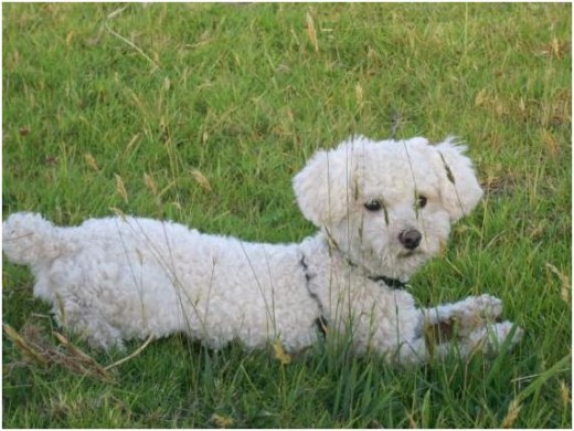 Este soy yo, un perrito muy guapo, aqui estaba de vaciones en el campo!!!... otto es mi nombre!!!