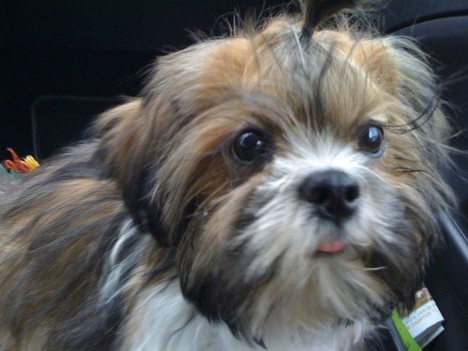 El primer dia con Osy en el coche camino de casa. Ya ire subiendo mas fotos. El primer dia con Osy en el coche camino de casa. Ya ire subiendo mas fotos.
