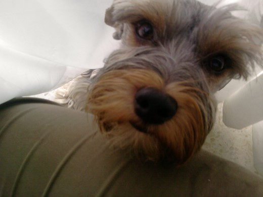 Mi niño se llama Ramses y tiene un año y unos meses. Lo cogimos de un criadero canino que era de yorsies . A el y su madre lo davan gratis su madre por que ya avia parido muchas veces y a el por que salió muy grande y la verdad es grandecito para ser yorsie Mi niño se llama Ramses y tiene un año y unos meses. Lo cogimos de un criadero canino que era de yorsies . A el y su madre lo davan gratis su madre por que ya avia parido muchas veces y a el por que salió muy grande y la verdad es grandecito para ser yorsie