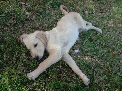 Aqui tiene 4 meses y 20 dias aproximadamente. Habiamos salido a pasear a un paseo con césped que en dias de fiesta o buen tiempo se llena de perros. Se tumbó cansadita de jugar.