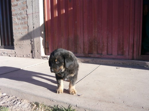 el primer dia en mi nueva casa... tenia un mes y medio... extrañando a mi mamá y mis hermanos... 