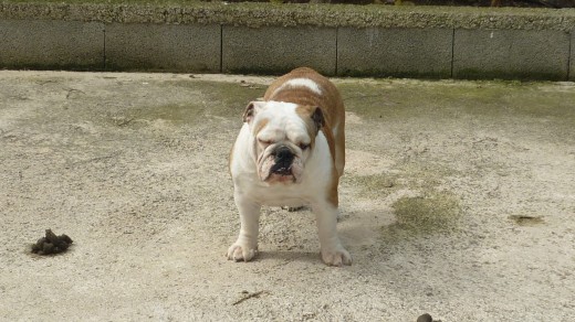 hay que wapa mi gordaa hay que wapa mi gordaa