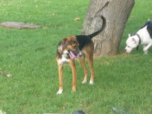 Xira con su pelota