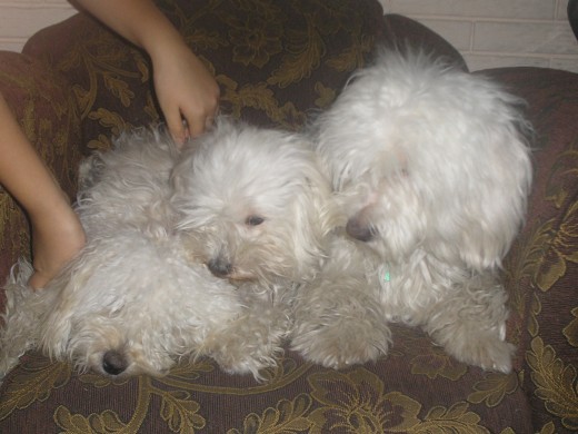 Aquí en este nudo de perros están Sam, Chupy y Pringa