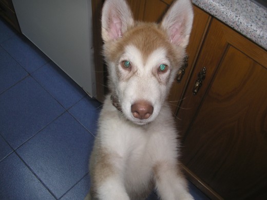 mi husky aqui tiene 2 meses