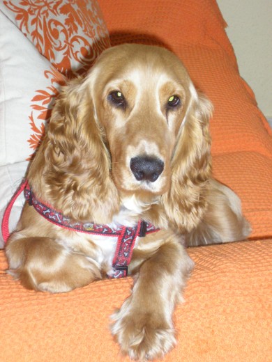 soy simba, el cocker más guapo y bueno del mundo. Cariñoso, obediente y muy listo. ¡Me adoran! soy simba, el cocker más guapo y bueno del mundo. Cariñoso, obediente y muy listo. ¡Me adoran!