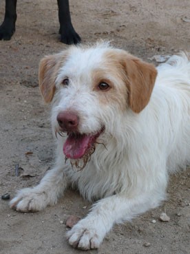 Mi currete...es un mestizo...tiene algo de podenco..