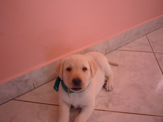 tiene 2 meses y 4 dias. Es re dulce