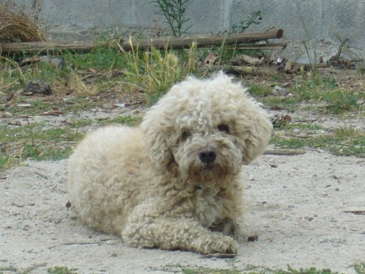 este es mi perro rocco es muy mimoso y cariñoso