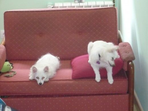 AQUI LAS DOS EN EL SOFA DEL DESPACHO HECHAS EL AÑO PASADO