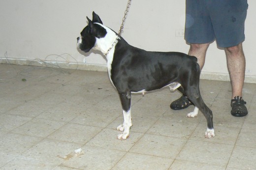 MI BOXER NEGROS