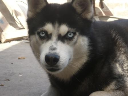 mi perrita mi perrita