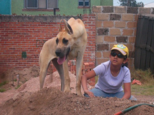 ANIMALES PROTECTORES CON LOS NIÑOS