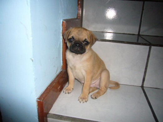 ELLA SE ENOJA CUANDO LE PONEMOS UN COLLAR
JAJAJA
ES MUY MORDELONA Y TIENE UNA CARITA DE ANGELITO ELLA SE ENOJA CUANDO LE PONEMOS UN COLLAR
JAJAJA
ES MUY MORDELONA Y TIENE UNA CARITA DE ANGELITO