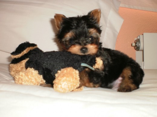 Jugando con un peluche igual que el Jugando con un peluche igual que el