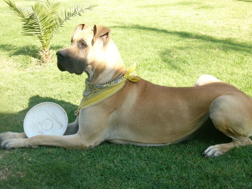 le gusta jugas con balon y frissby le gusta jugas con balon y frissby