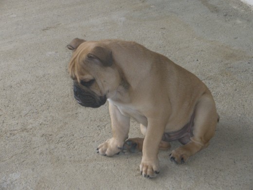 BRUNO BRUNO