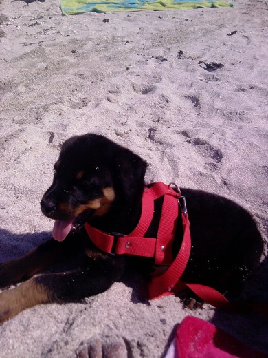 aqui esta en playa, tenia 1 mes y 3 semanas. aqui esta en playa, tenia 1 mes y 3 semanas.