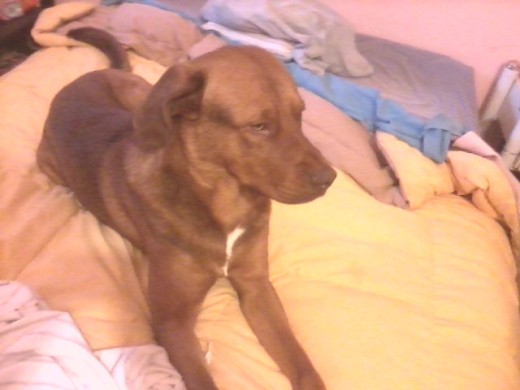 ESTE ES TOTE ES CRUZA DE PITBULL CON LABRADOR. ES GRANDOTE Y SIMPATICO JAJA