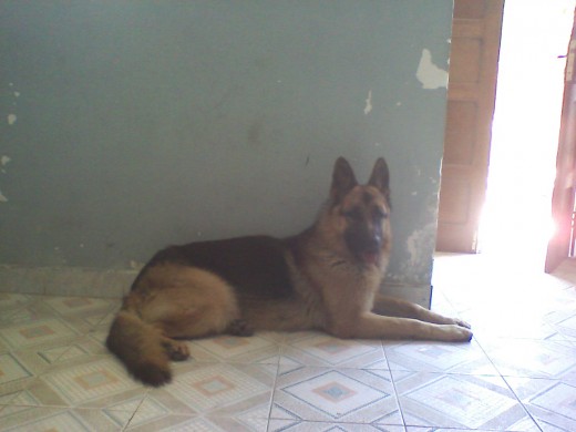 estaba en mi sala y me parecio que estaba posando para la foto y se la toma estaba en mi sala y me parecio que estaba posando para la foto y se la toma