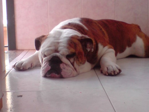 Hola Chicas!! Mi nombre es Coco y busco novia!!! Si quereis saber más sobre mi poneros en contacto con mi dueña. Saludos. Hola Chicas!! Mi nombre es Coco y busco novia!!! Si quereis saber más sobre mi poneros en contacto con mi dueña. Saludos.