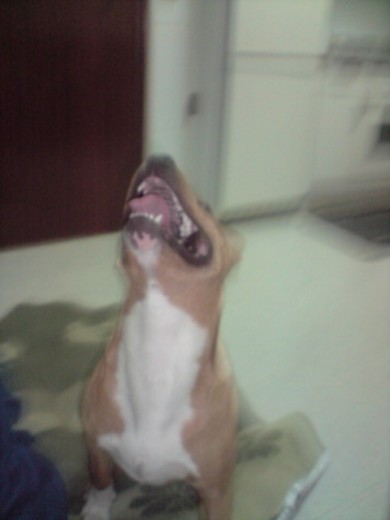 EL XULO EL XULO