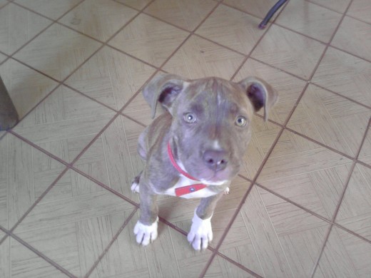 4 meses 4 meses