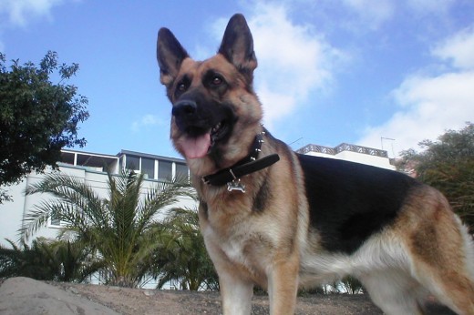 1 ano