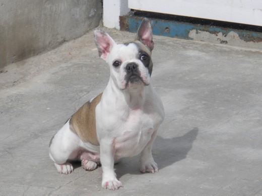 Perla tomando el sol
