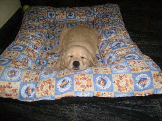 aca fue cuando tenia tanto sueño que se fue a su cama a dormir aca fue cuando tenia tanto sueño que se fue a su cama a dormir