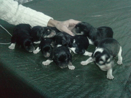 Cuando nació junto con los demas cachorros de la camada