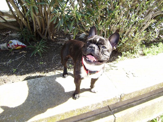 soy brutus paseando por el rio y subiendome por todos los sitios