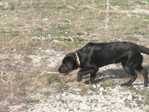 oliskeando en busca de conejos