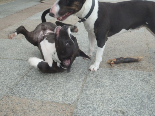 Jaro jugando con su amiga