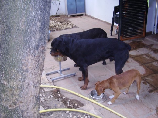 los tres comiendo muy educados
el pequeño se llama chuli 