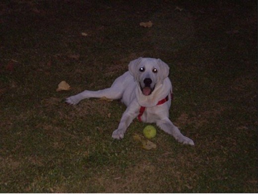 Dylan en el cesped con su pelota. Dylan en el cesped con su pelota.