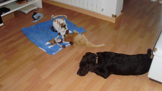 Aqui estan los dos descansando.