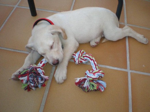 2 meses y medio, al poco de llegar a la familia.