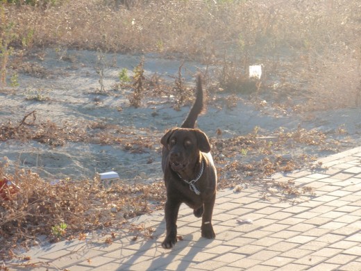 Corriendo por el campo