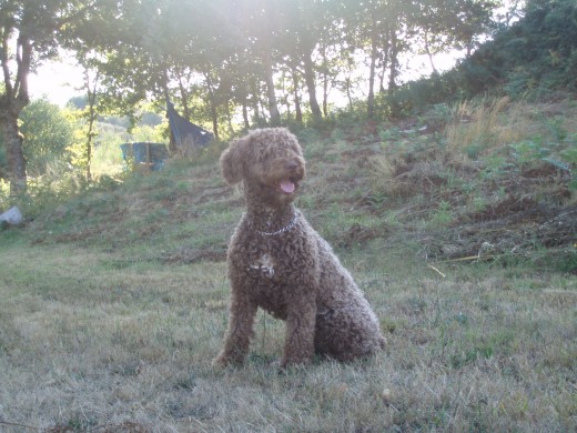 Yuma en el campo Yuma en el campo