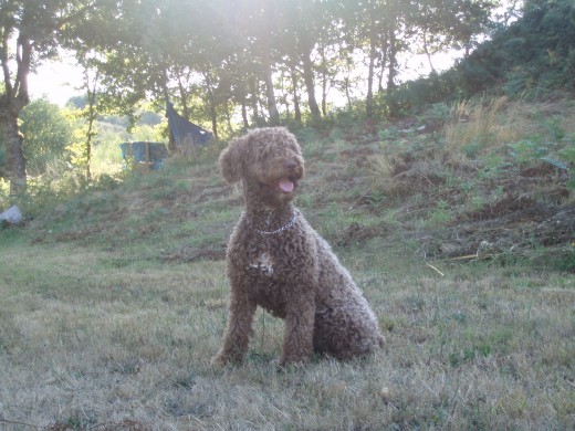 Yuma en el campo