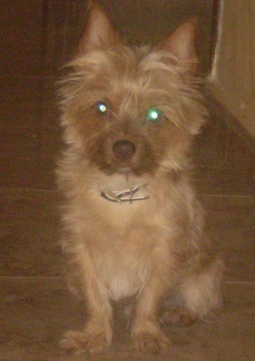 Aqui está Yaki.