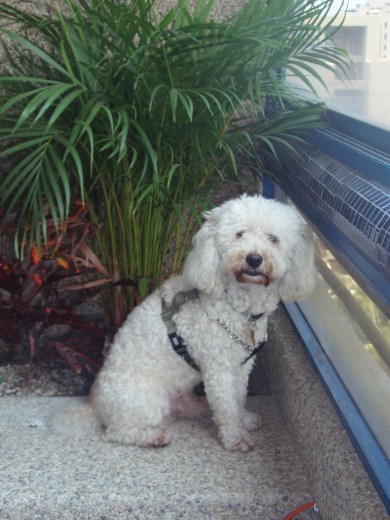 mi gordo esta asomadito en la ventana de su casita....