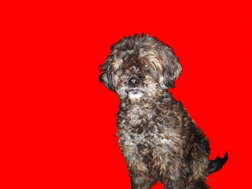 Este es mi Perrito Adulado Este es mi Perrito Adulado