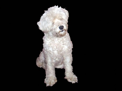 Esta Perrita nació Cieguita. Pero igual la Amo Esta Perrita nació Cieguita. Pero igual la Amo