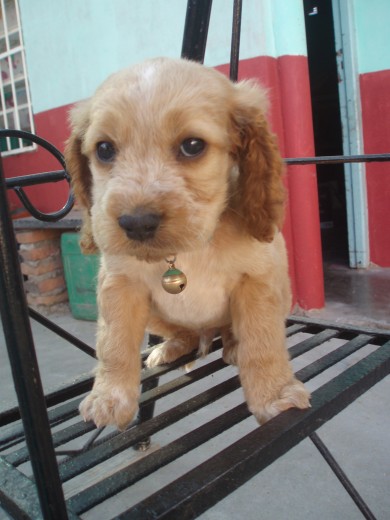 en casa, un día largo...baño, fotos y vacuna (parvo)