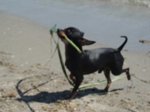 Jugando en la Playa..